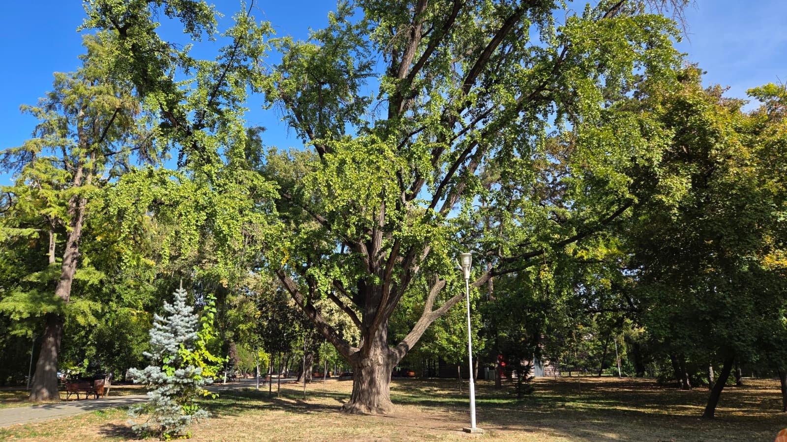 Ginkgo biloba in parc, cu trunchiul principal si coroana larga